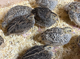 Japanese quails mixed