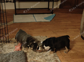 English Bulldog Pups