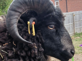 Proven Ouessant ram with good lines