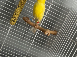 Raza cock bird