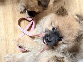 4 Pomeranian boys looking for loving family