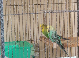 Budgies
