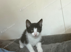 2 kittens