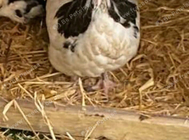 Hen and chicks