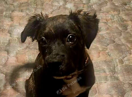 Staffy x mixed breed