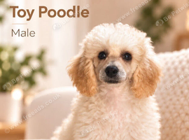 Show quality KC REGISTERED TOY POODLES