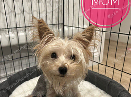 Yorkshire Terrier boys