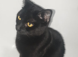 Female young cat
