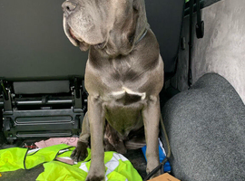 Cane Corso Stud import with KC &pound;500