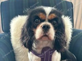 Kennel Club registered Tricolour Cavalier girl available to pet home only - 4 years old.