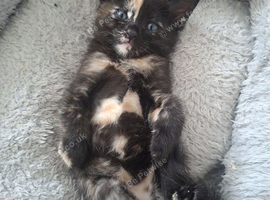 READY 25TH JULY.. 4 LOVELY KITTENS.