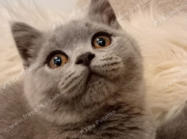 2x female Gccf registered kittens ready to go