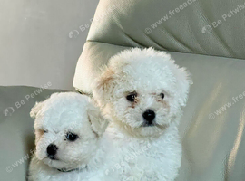 Bichon frise puppy 2 GIRLS LEFT !