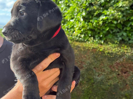 Labrador Puppies available KC Registered