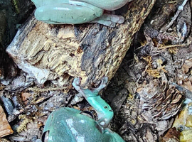 Pair of adult snowflake White's Tree frogs