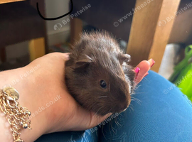 1boy and 2girls Guiana pigs
