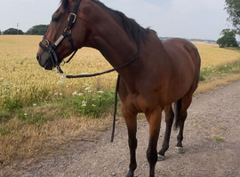 16.1hh Exracer