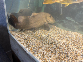 Giraffe catfish