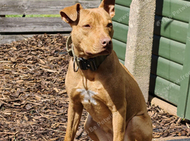 Female mixed breed