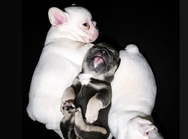 Beautiful Platinum French Bulldogs
