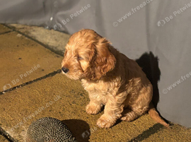 Cockerpoo pups ready now. Caramel colour