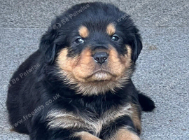Roscoe (stud)