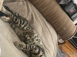 Bengal mix