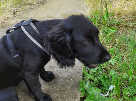 Cocker spaniel puppy