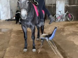 Registered Connemara gelding