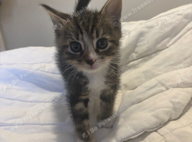 2 Male kittens