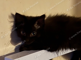Gorgeous fluffy boy