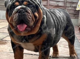 Blue, Lilac & Tan Merle British Bulldog |STUD ONLY