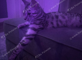 Cat for sale