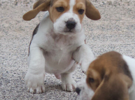 Kc registered beagles