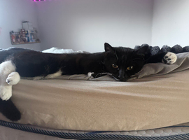 Black and white cat