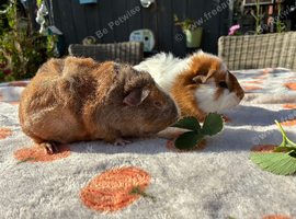 2 male 6 week old guinea pigs - ready 23/10