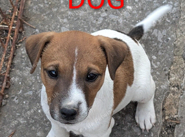 Traditional type Jack Russells