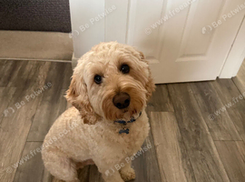 2 year 9 months male cockapoo