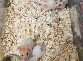 Baby Syrian hamsters ready to go