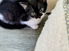 10 WEEK OLD FEMALE TUXEDO KITTEN &ndash; NEEDS A LOVING CARING HOME URGENTLY