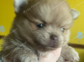 Pomeranian puppies,