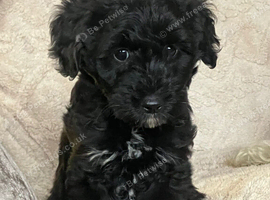 F1b Jackapoo Girl
