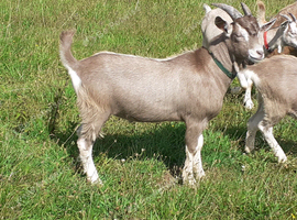 Fabulous Entire Intact Toggenburg Billy Goat Kid - Father Pedigree