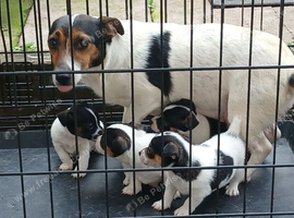 Mini Jack Russell puppies