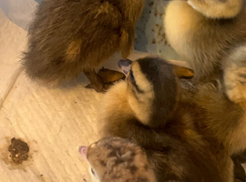 Blue Fawn Roen Ducklings hatched 9/5/26