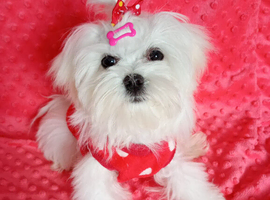 Maltese adorable girl (4months )