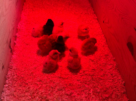 Mixed breed hatching eggs for sale