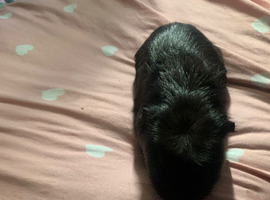Male black Guinea pig