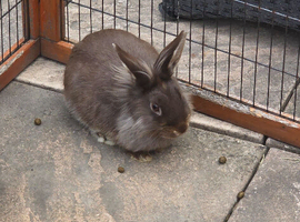 2 female baby rabbits
