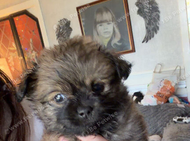 Pom x Shih Tzu